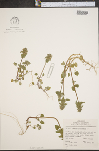 Lamium purpureum image