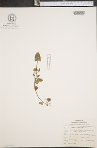 Lamium purpureum image