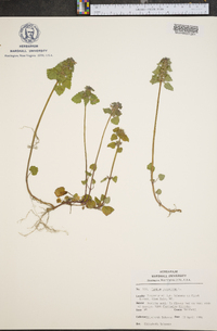 Lamium purpureum image