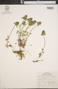 Lamium purpureum image