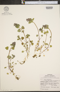 Lamium purpureum image