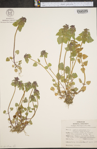 Lamium purpureum image