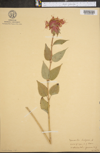 Monarda didyma image