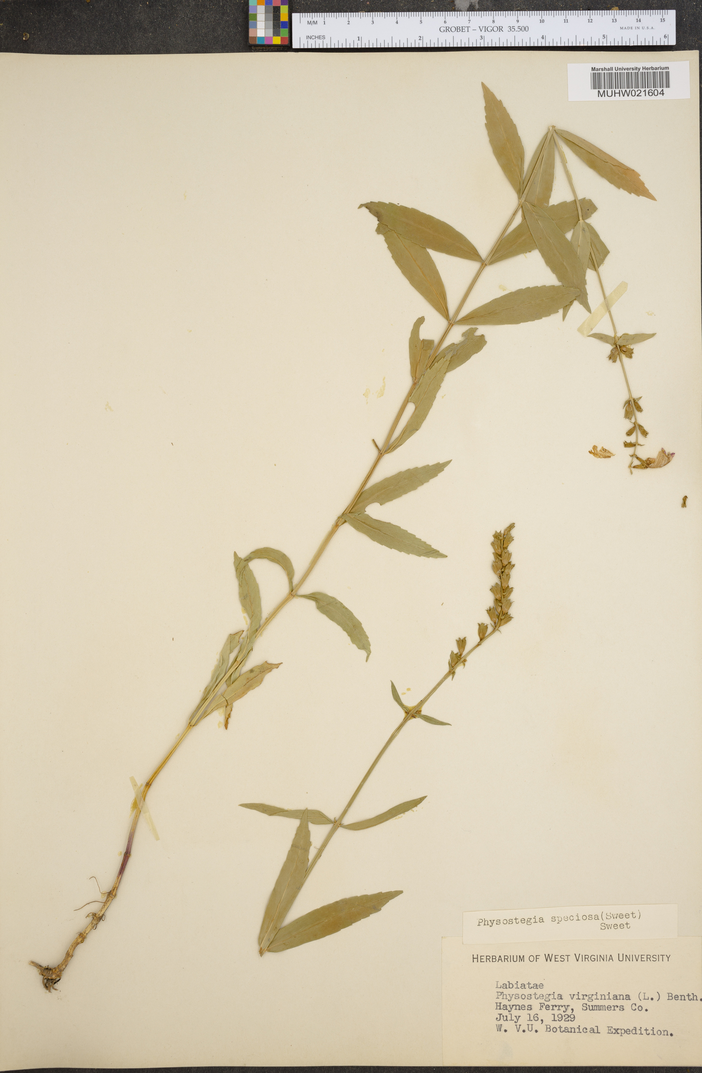 Physostegia speciosa image