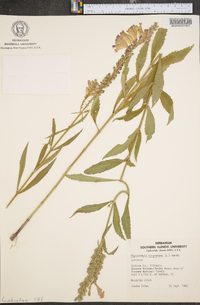 Physostegia virginiana image