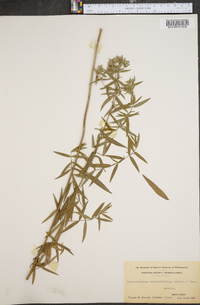 Pycnanthemum verticillatum image