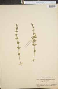 Scutellaria parvula image