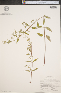 Scutellaria galericulata image