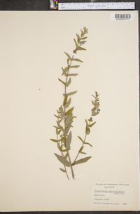 Scutellaria galericulata image