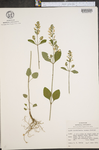 Scutellaria incana image