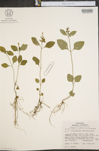 Scutellaria incana image