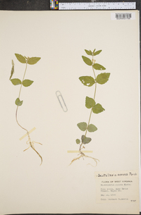 Scutellaria nervosa image