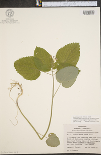 Scutellaria ovata image