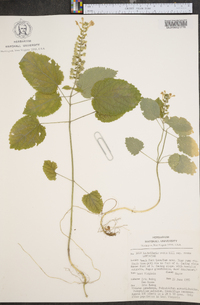 Scutellaria ovata image