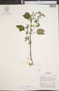 Scutellaria ovata image