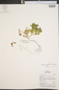 Scutellaria ovata image