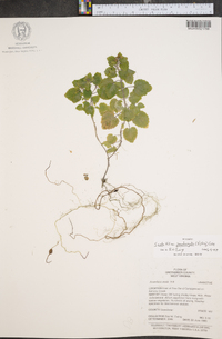 Scutellaria ovata image