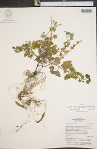 Scutellaria ovata image