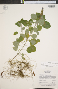 Scutellaria ovata image