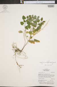 Scutellaria ovata image