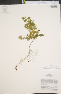 Scutellaria ovata image