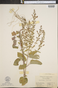 Scutellaria ovata image