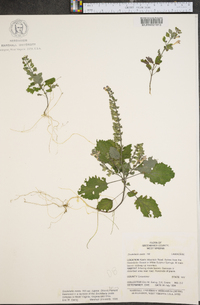 Scutellaria ovata image