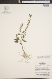 Scutellaria ovata image