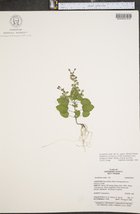 Scutellaria ovata subsp. rugosa image