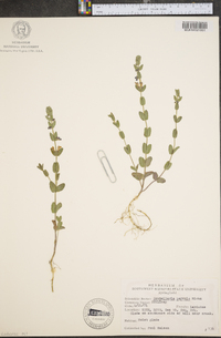 Scutellaria parvula image