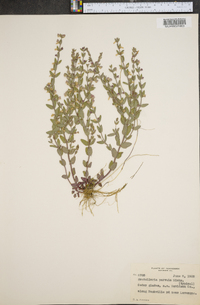 Scutellaria parvula image