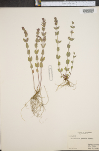 Scutellaria parvula image