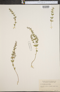 Scutellaria parvula image