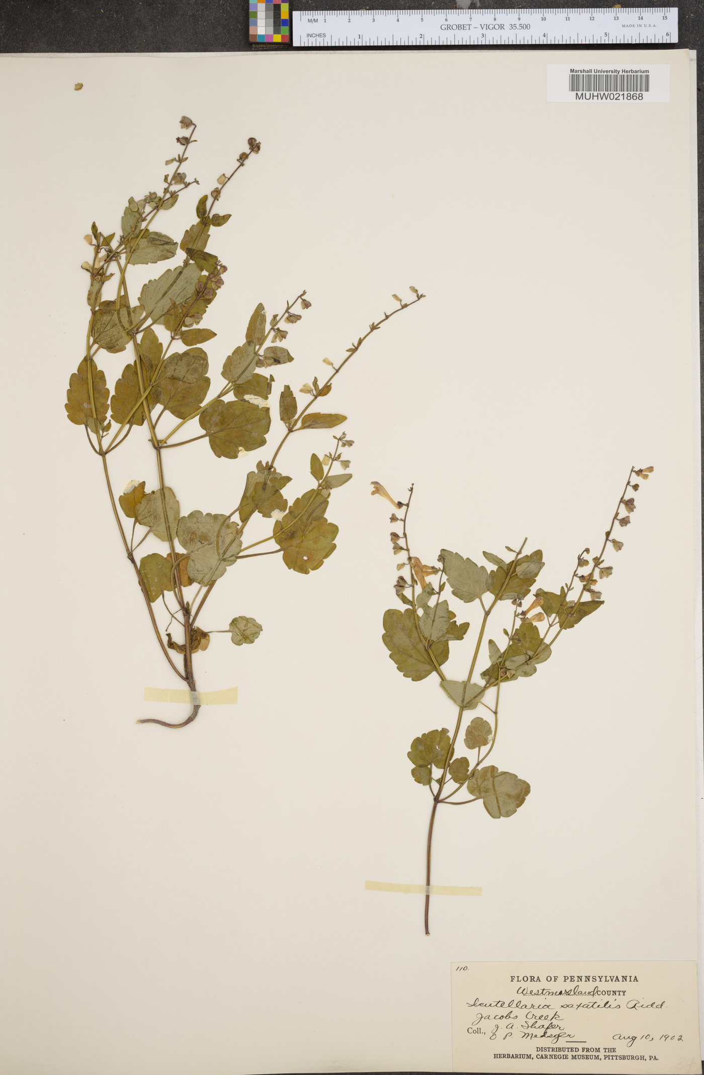 Scutellaria saxatilis image