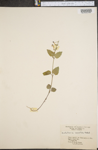 Scutellaria saxatilis image