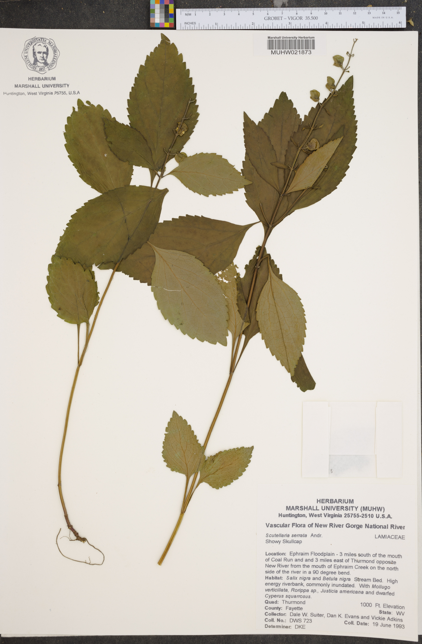 Scutellaria serrata image