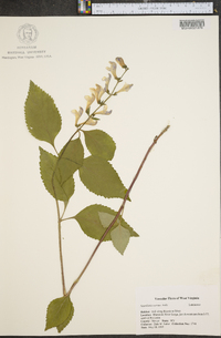 Scutellaria serrata image