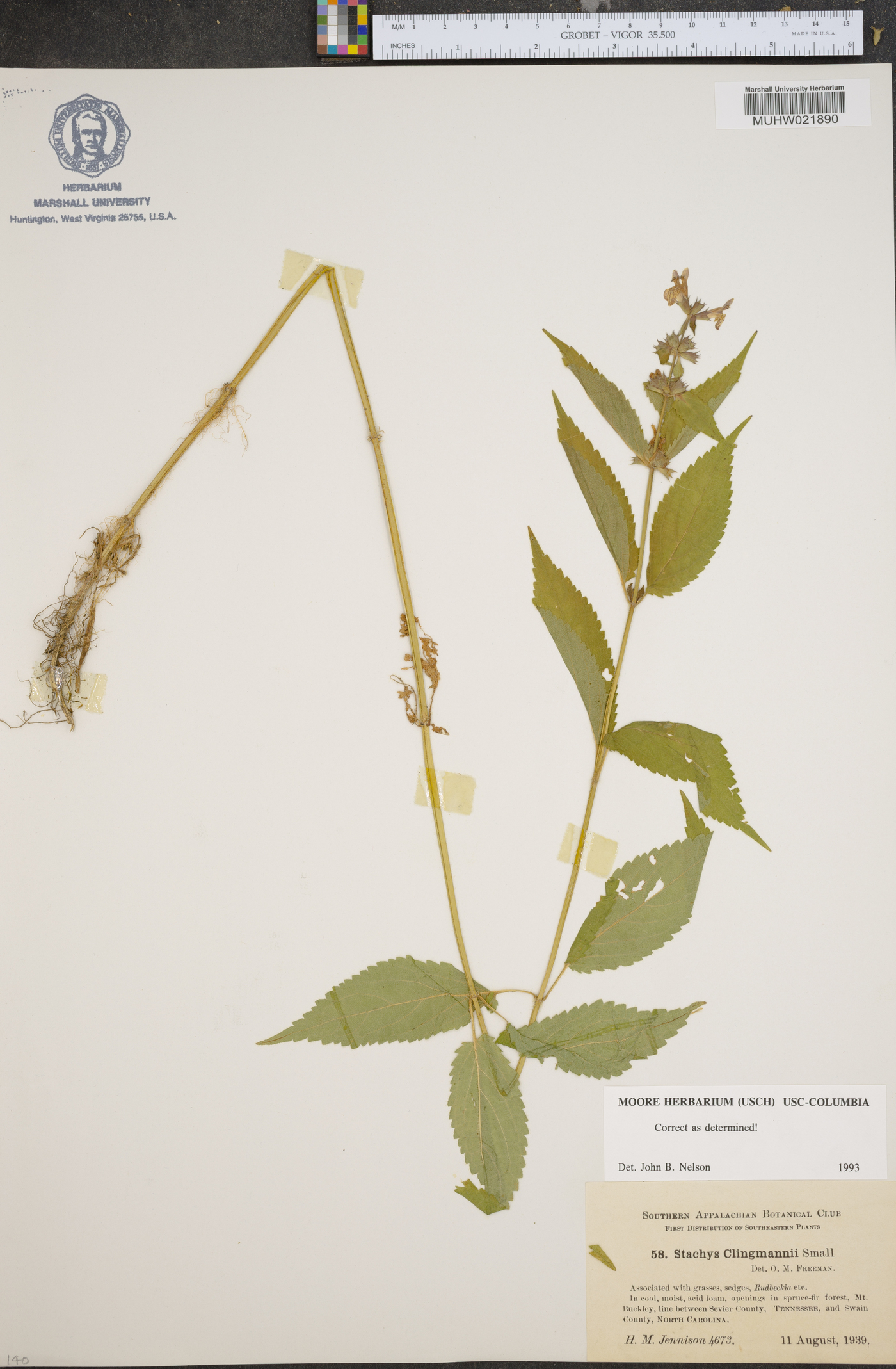 Stachys clingmanii image