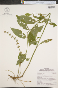 Stachys hispida image