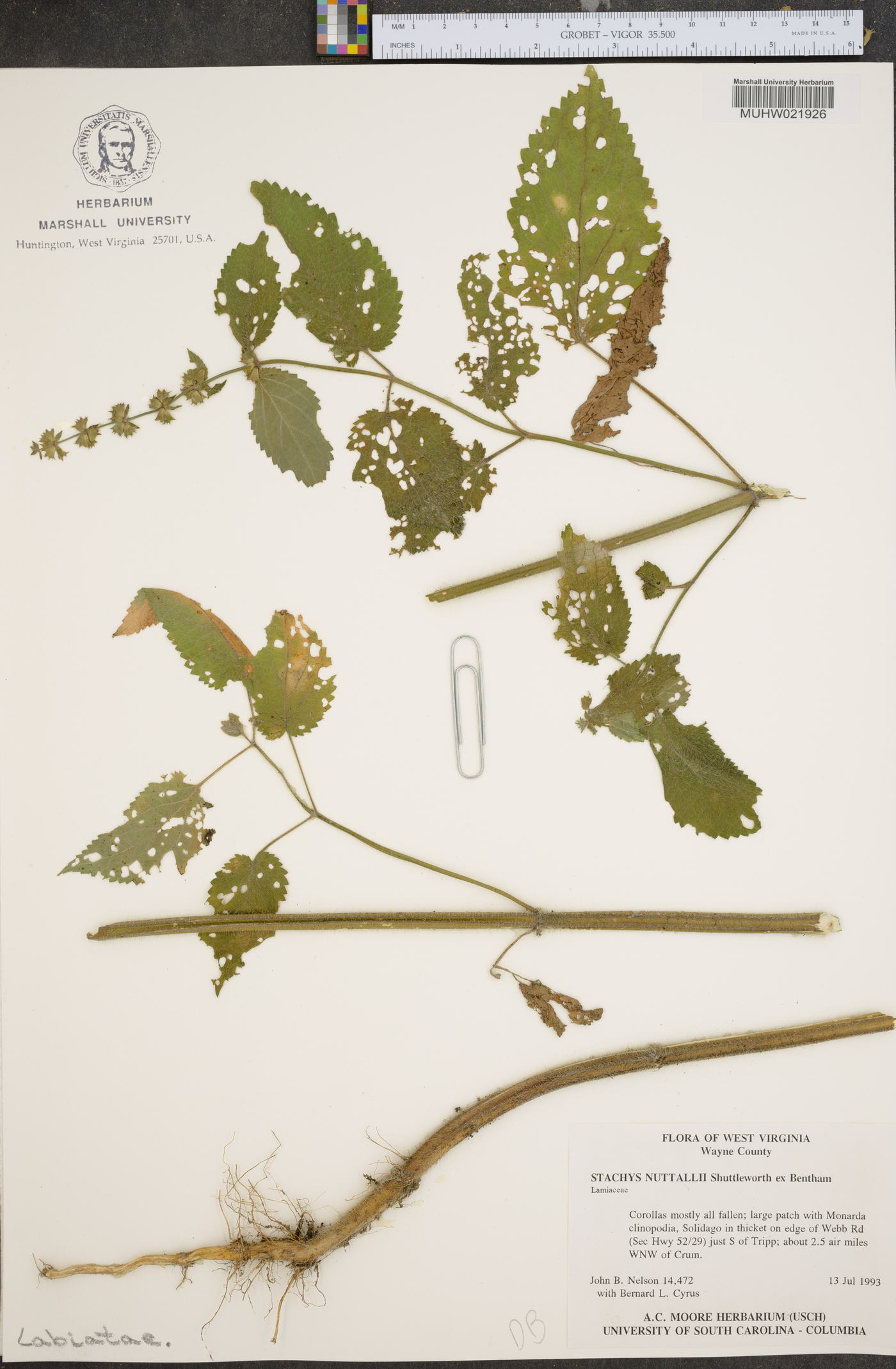 Stachys nuttallii image