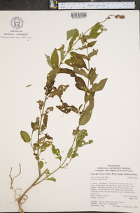 Stachys tenuifolia image