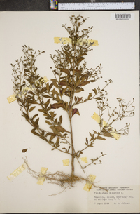 Trichostema dichotomum image