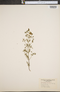 Trichostema dichotomum image