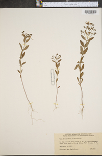 Trichostema dichotomum image