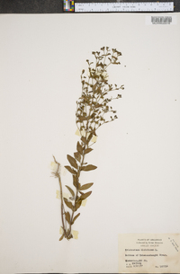 Trichostema dichotomum image