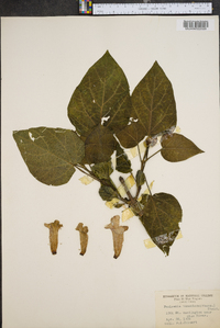 Paulownia tomentosa image