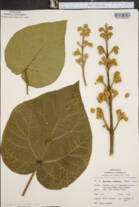 Paulownia tomentosa image