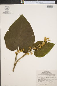 Paulownia tomentosa image