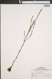 Epifagus virginiana image