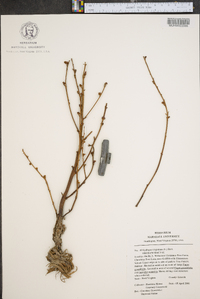 Epifagus virginiana image